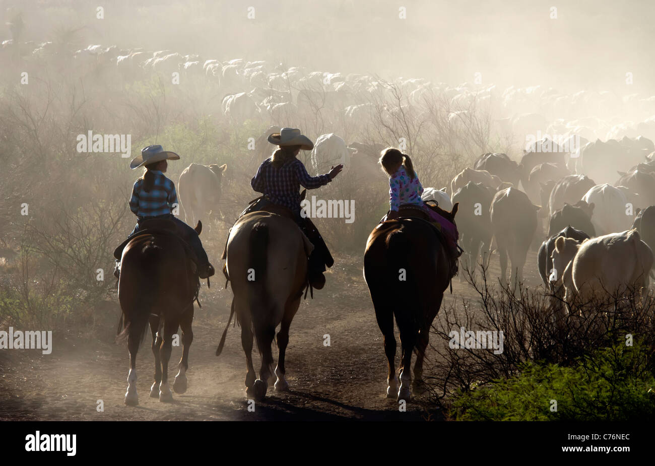 Junge Mädchen, die Teilnahme an einem Viehtrieb auf einer West-Texas-Ranch. Stockfoto