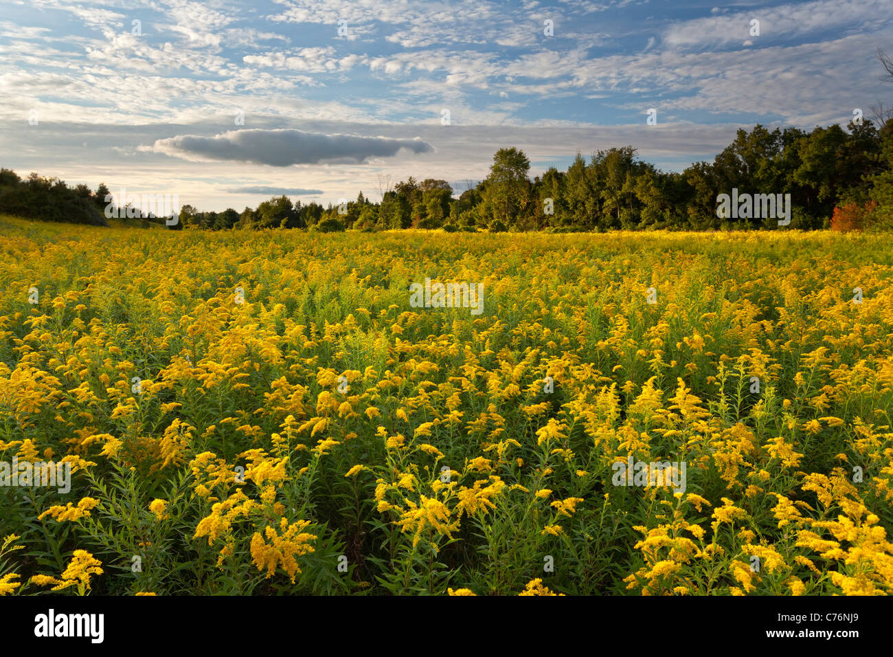 Ein weites Feld der Goldrute mit diffuses Sonnenlicht bei Rogers Reservoir, East Gwillimbury, Ontario, Kanada. Stockfoto