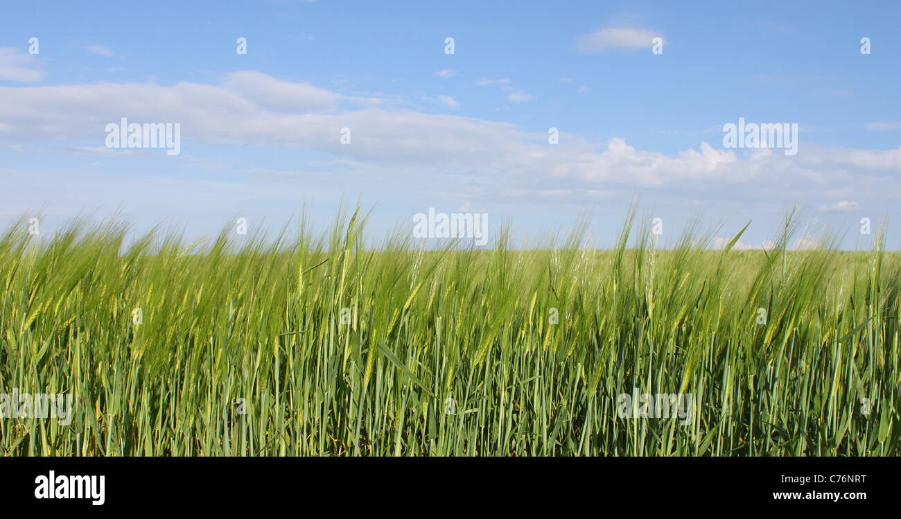 Weizenfeld unter blauem Himmel Stockfoto