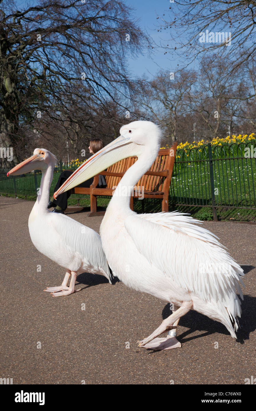 England, London, St. James Park, Pelikane Stockfoto