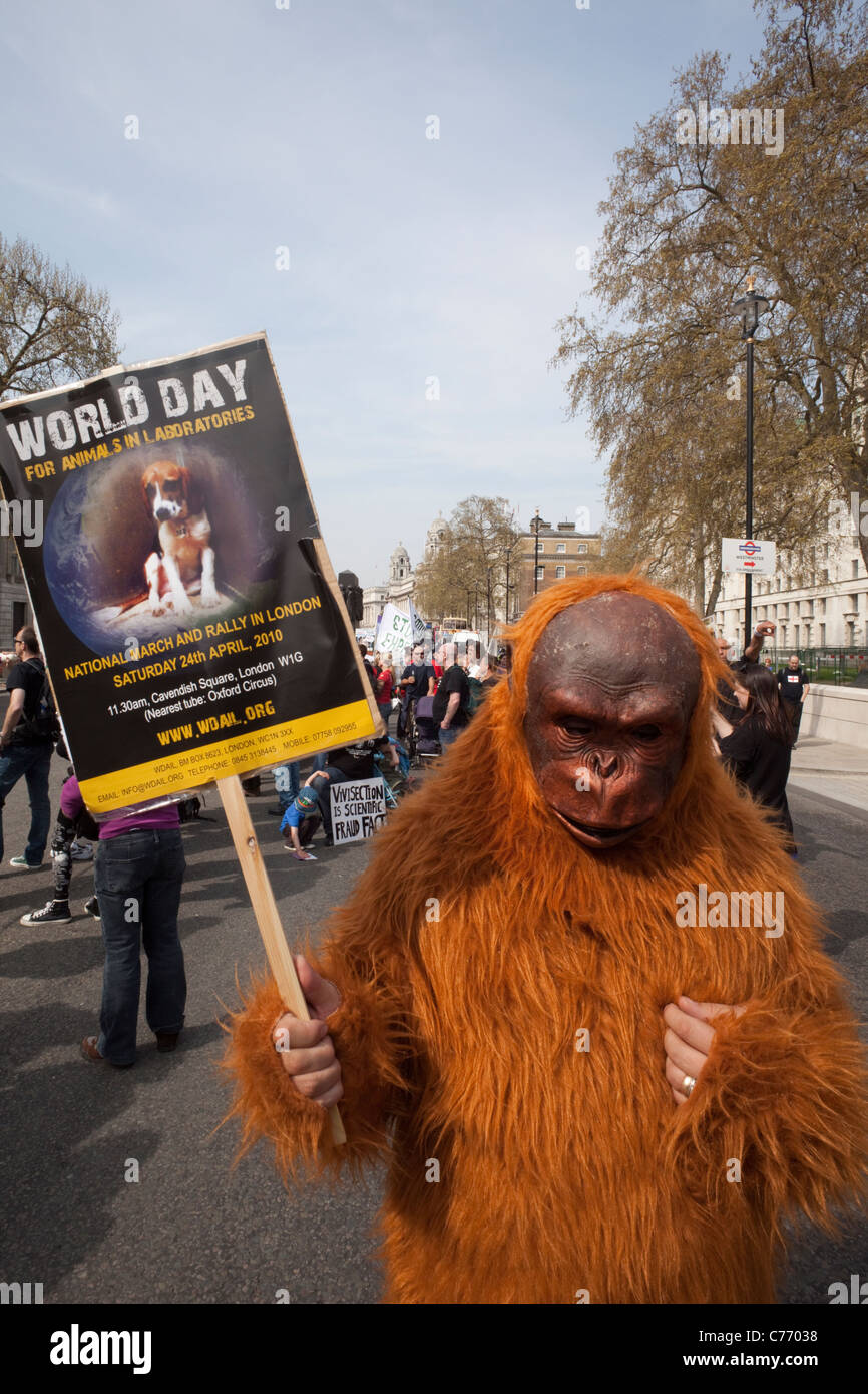 England, London, Whitehall, Tierrechts Demonstration Stockfoto