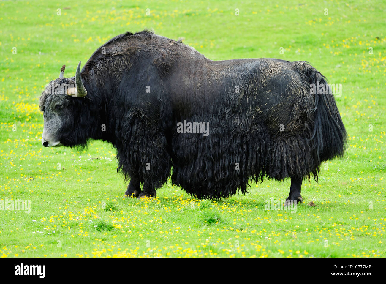 Yak, Highland Wildlife Park, Kincraig, Kingussie, Schottland Stockfoto