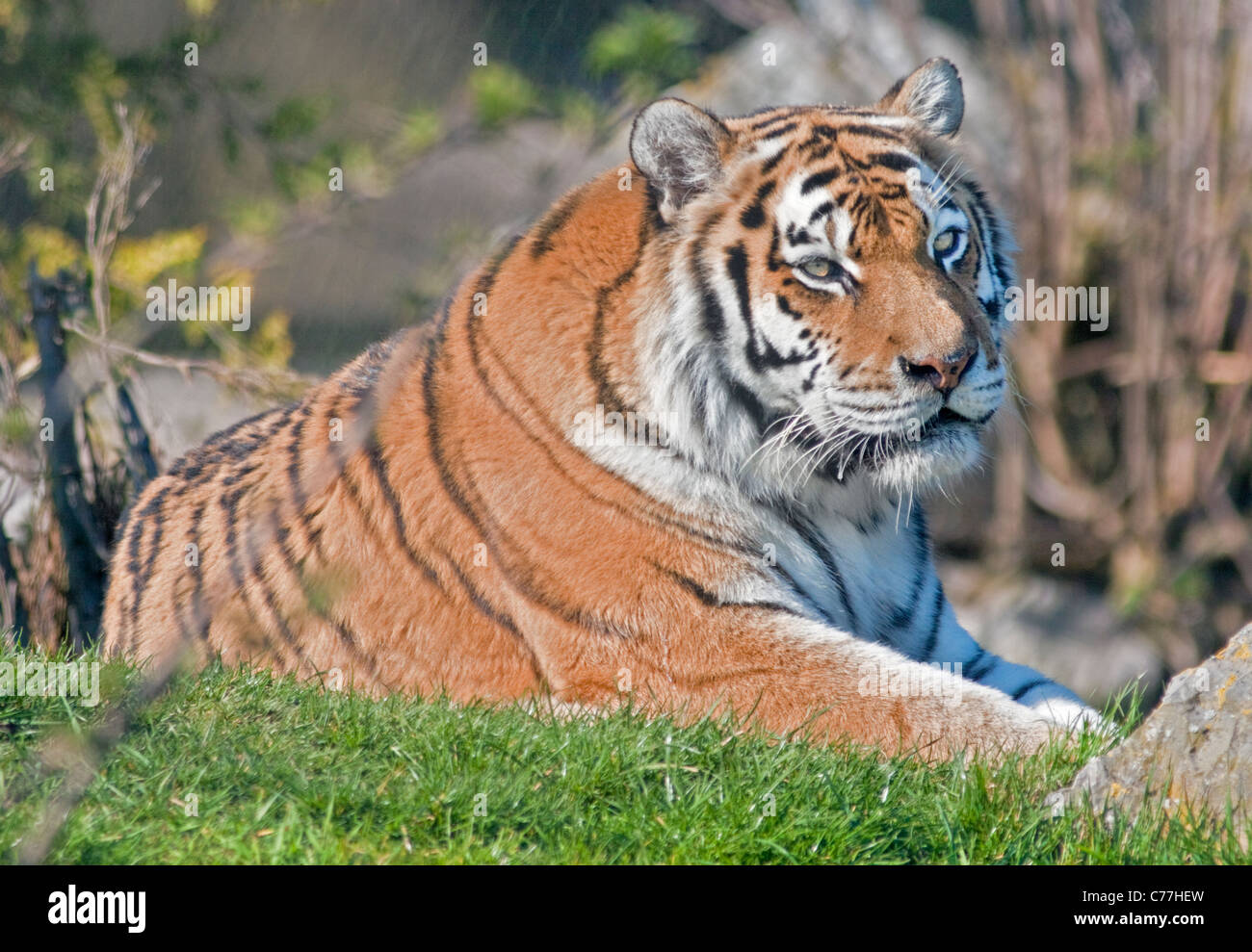 Amur-Tiger/Sibirischer Tiger (Panthera Tigris Altaica) Stockfoto