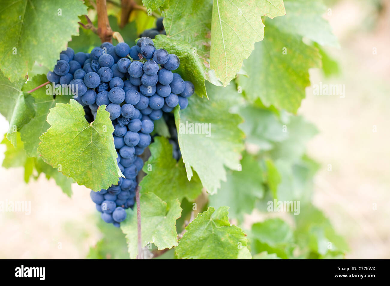 Ernte in Kürze im Weinberg. Stockfoto