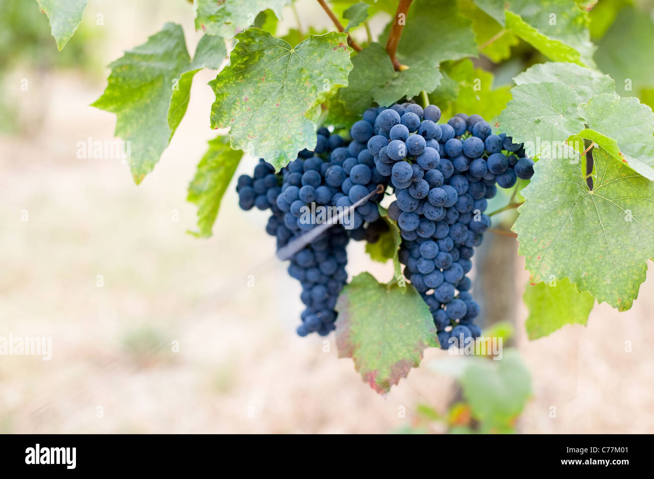 Ernte in Kürze im Weinberg. Stockfoto