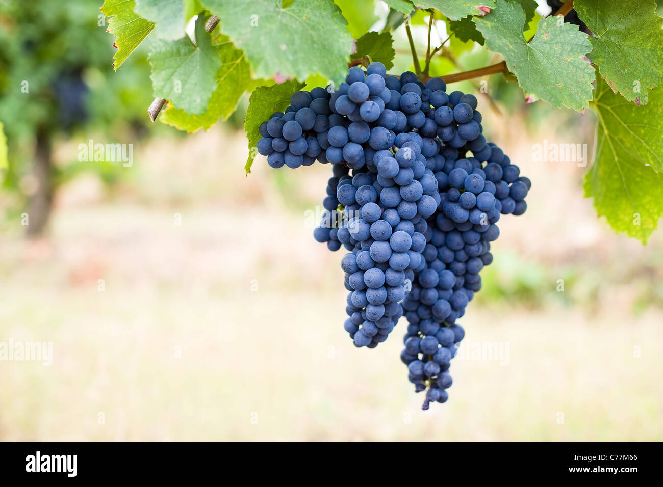 Ernte in Kürze im Weinberg. Stockfoto