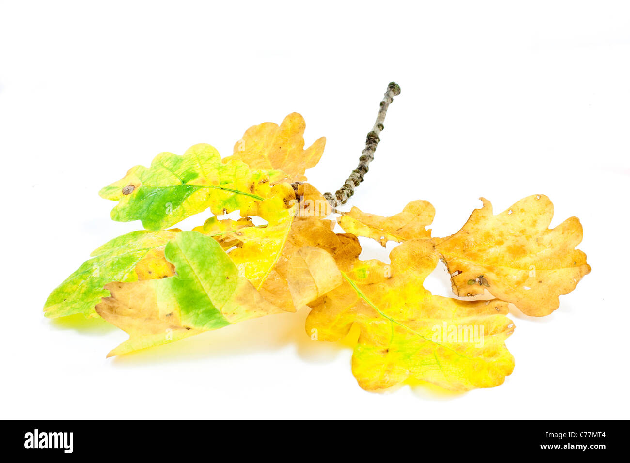 gelbe Eichenlaub Herbst farbige auf weißem Hintergrund Stockfoto