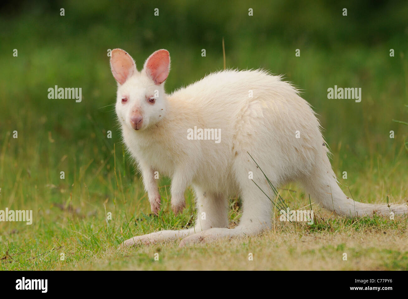 Bennett Wallaby Macropus Rufogriseus weiß, Albino Form fotografiert auf Bruny Island, Tasmanien, Australien Stockfoto