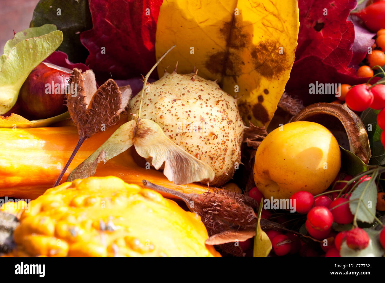 herbstliche Stillleben Schuss außerhalb von Elementen der Natur Stockfoto