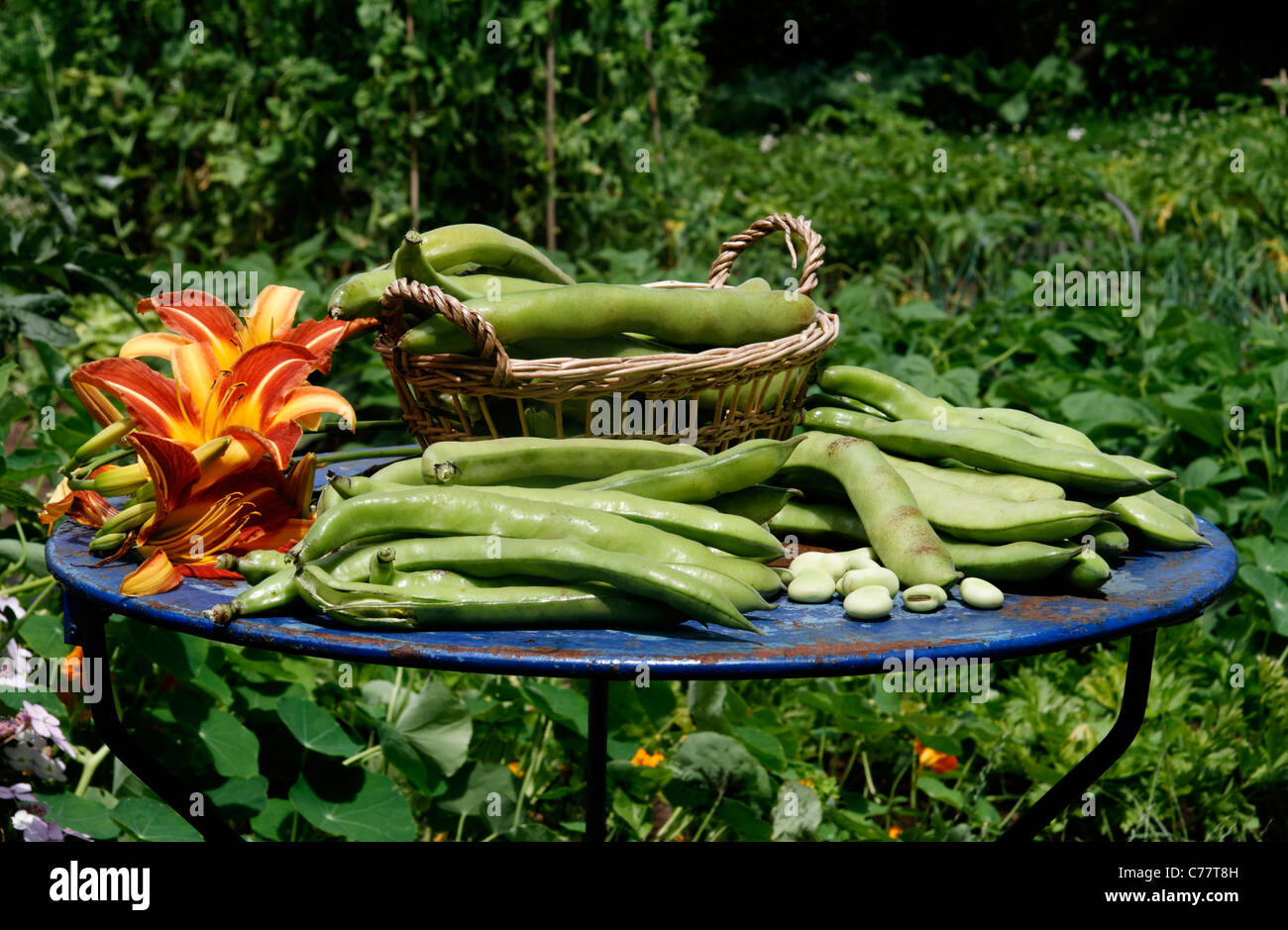 Ernte von Bohnen aus dem Gemüsegarten Stockfoto