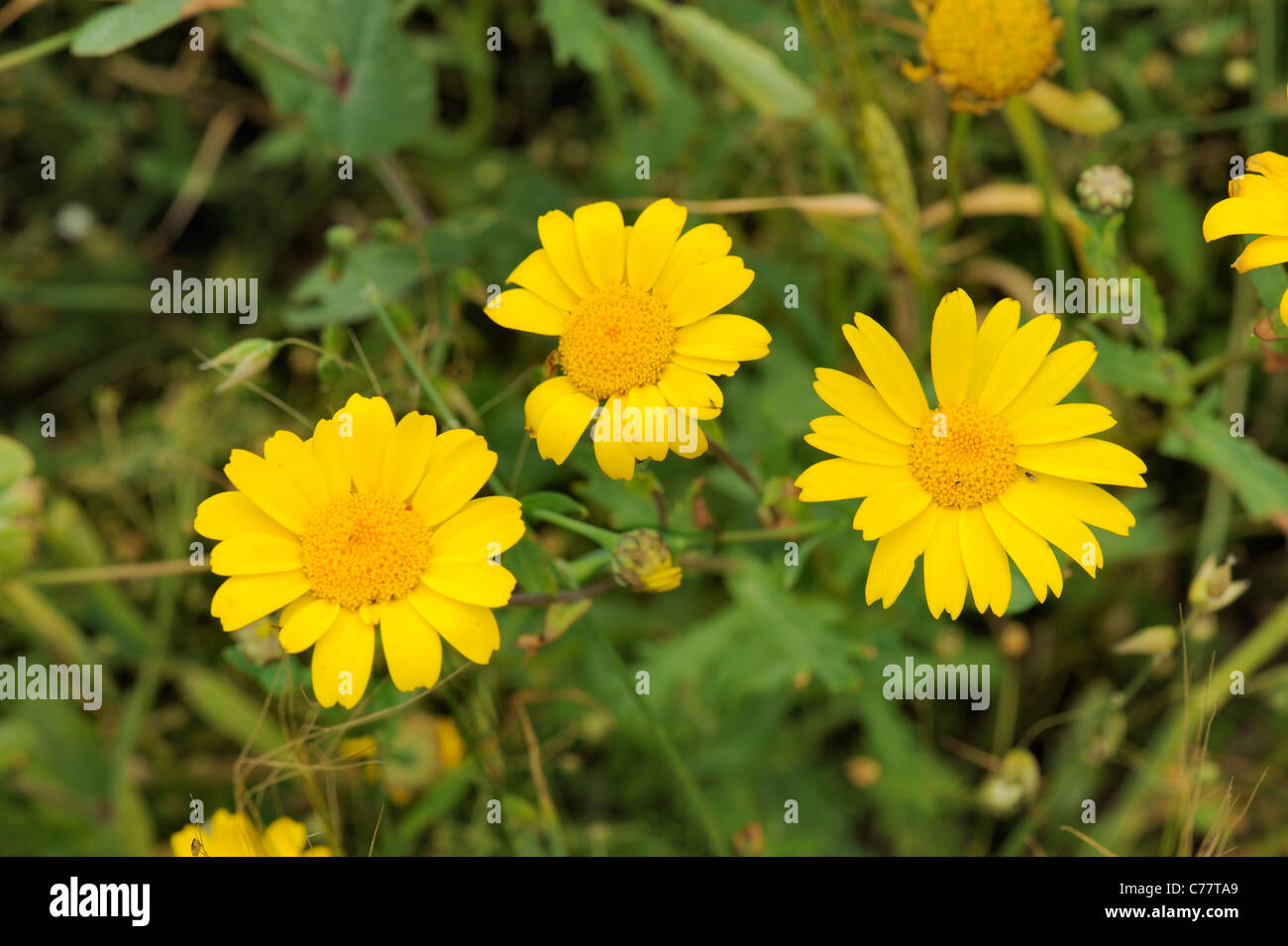 Mais-Ringelblume, Glebionis Segetum wächst in einem kultivierten Feld Stockfoto