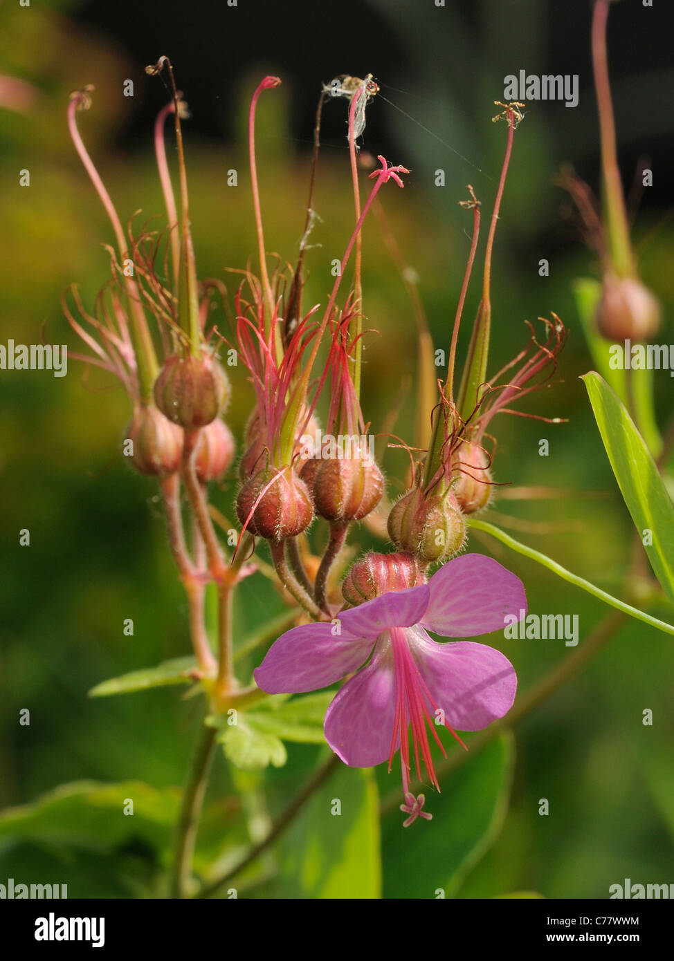 Rock des Krans-Bill, Geranium macrorrhizum Stockfoto