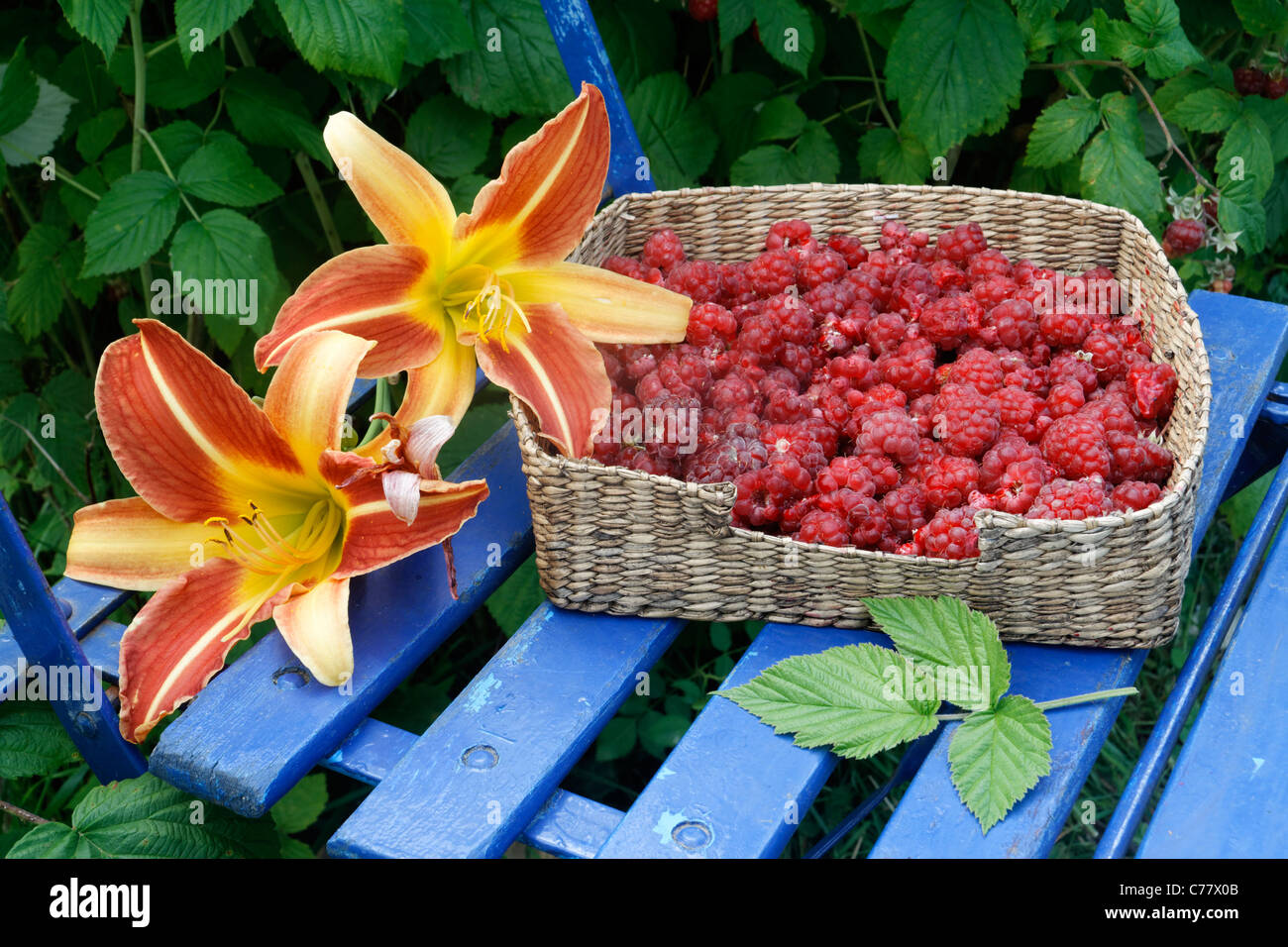 Frisch gepflückten Himbeeren (Rubus Idaeus) auf dem Gartenstuhl. Stockfoto