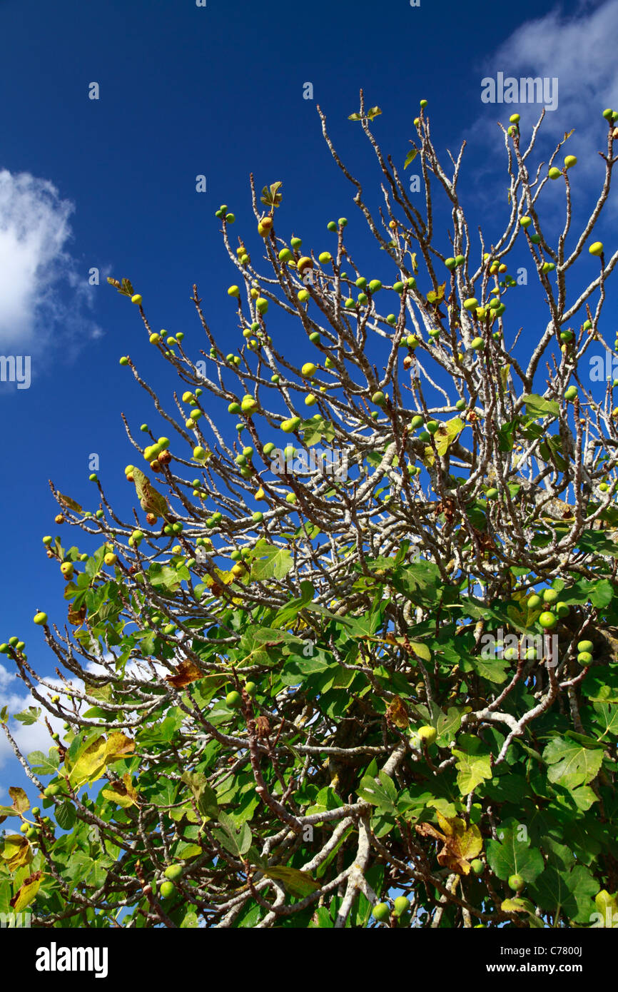 Feigenbaum, Detailansicht Stockfoto