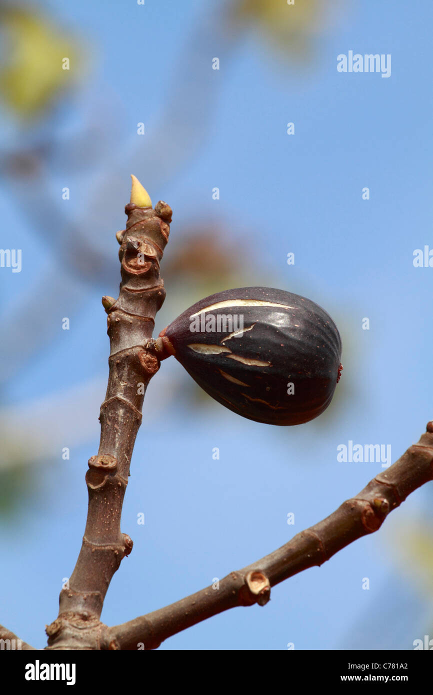 Feigenbaum, Detailansicht Stockfoto