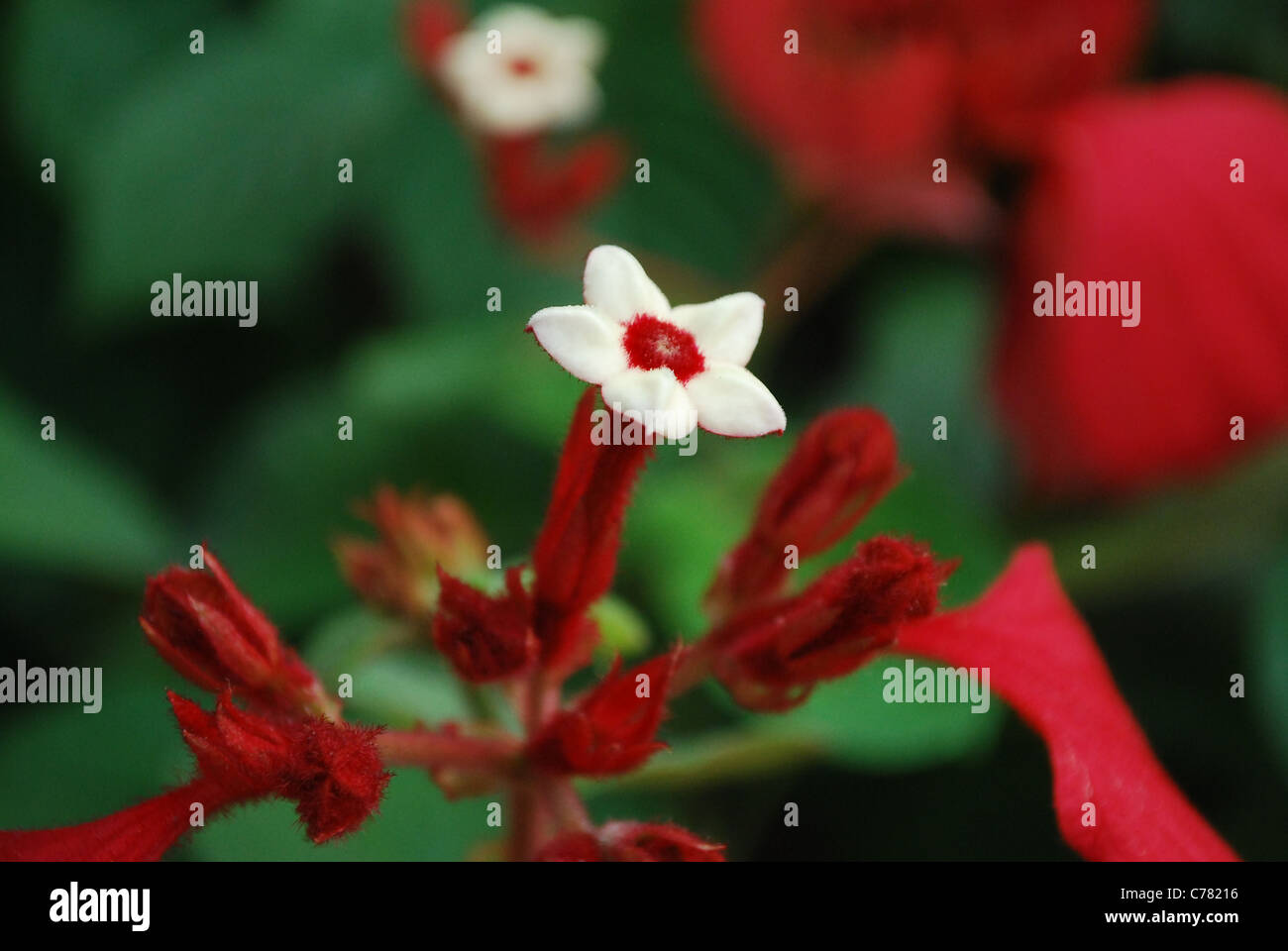 Mussaenda, Stockfoto