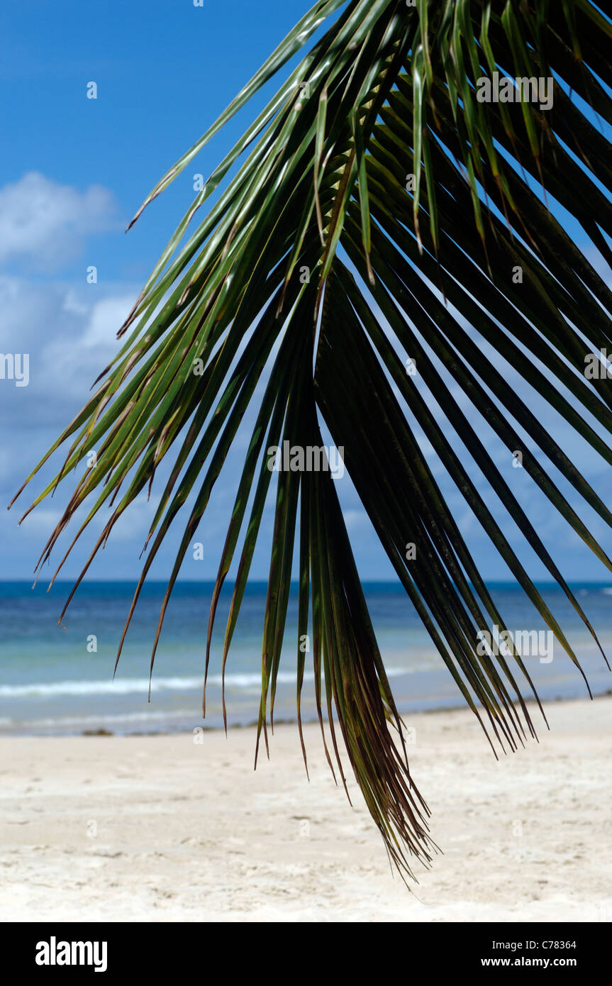 Schönen weißen Sandstrand auf der Seychellen-Insel Stockfoto