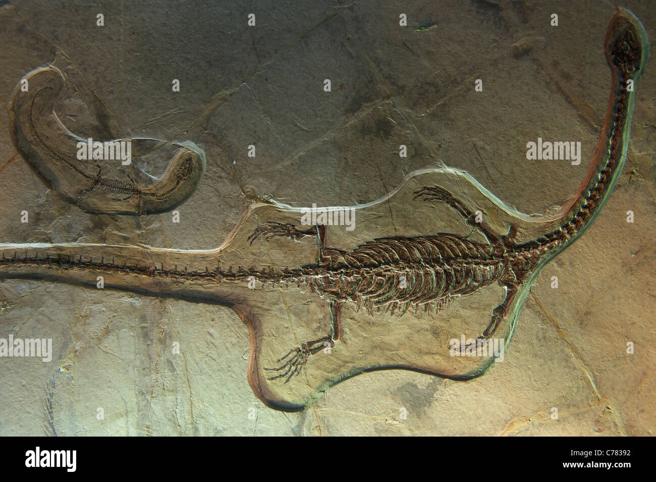 Fossil - Lingyuanensis Hyphalosaurus Gao Et Al. das geologische Museum of China. 2011 Stockfoto