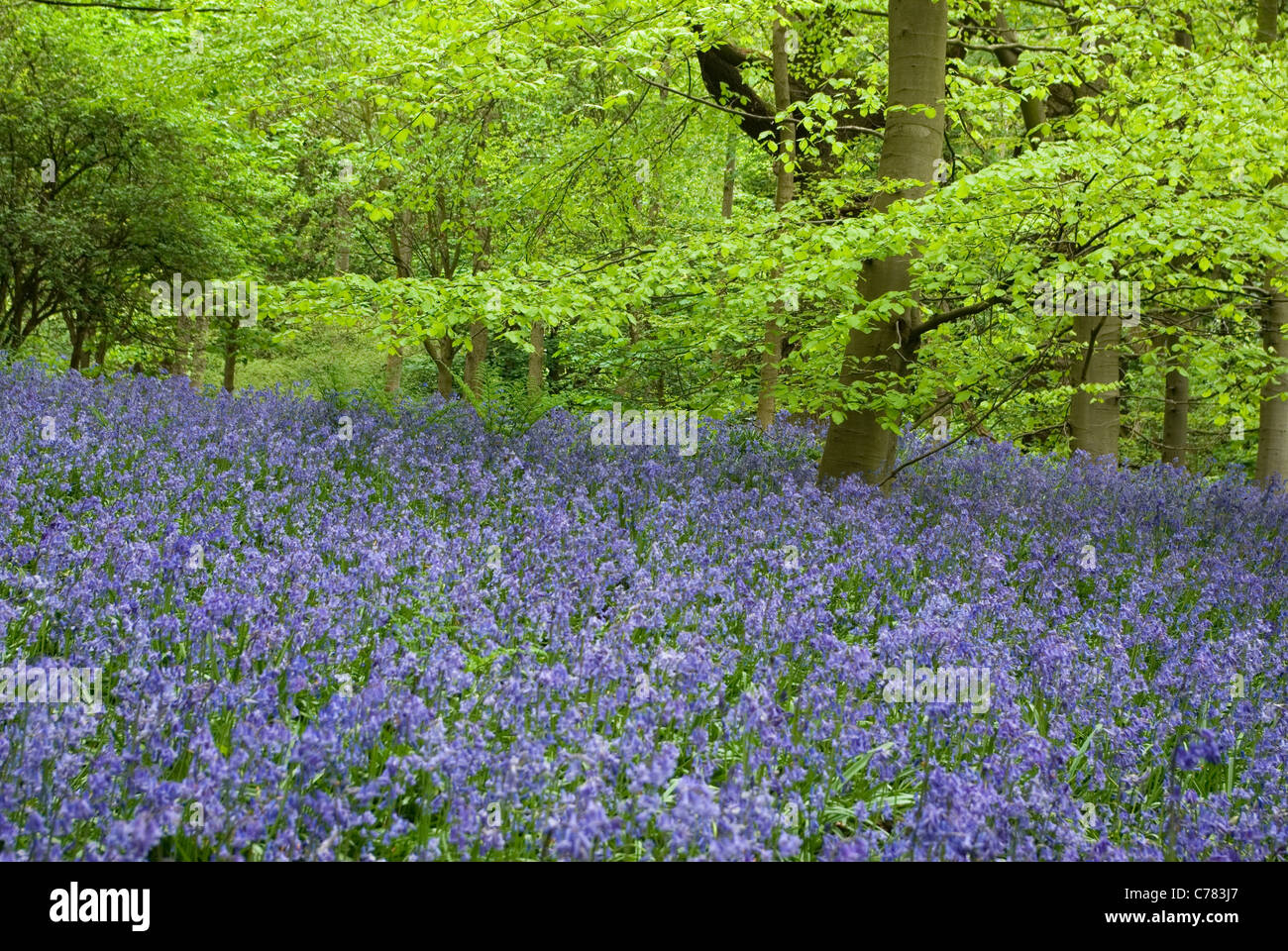 Glockenblumen in Middleton Woods, in der Nähe von Ilkley, Yorkshire, Großbritannien Stockfoto