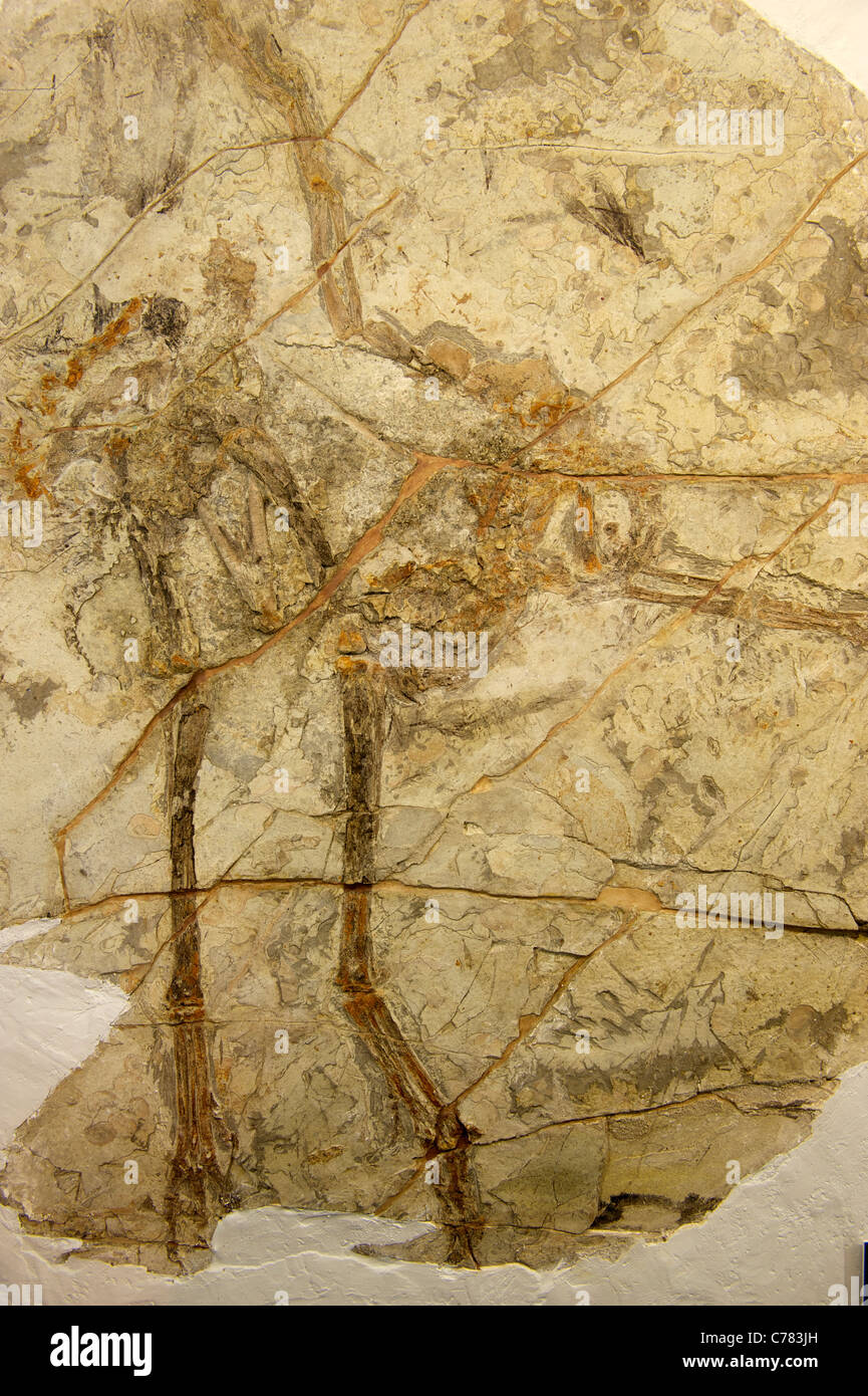 Fossil - Protarchaeopteryx Robusta Ji et Ji im geologischen Museum von China. 2011 Stockfoto