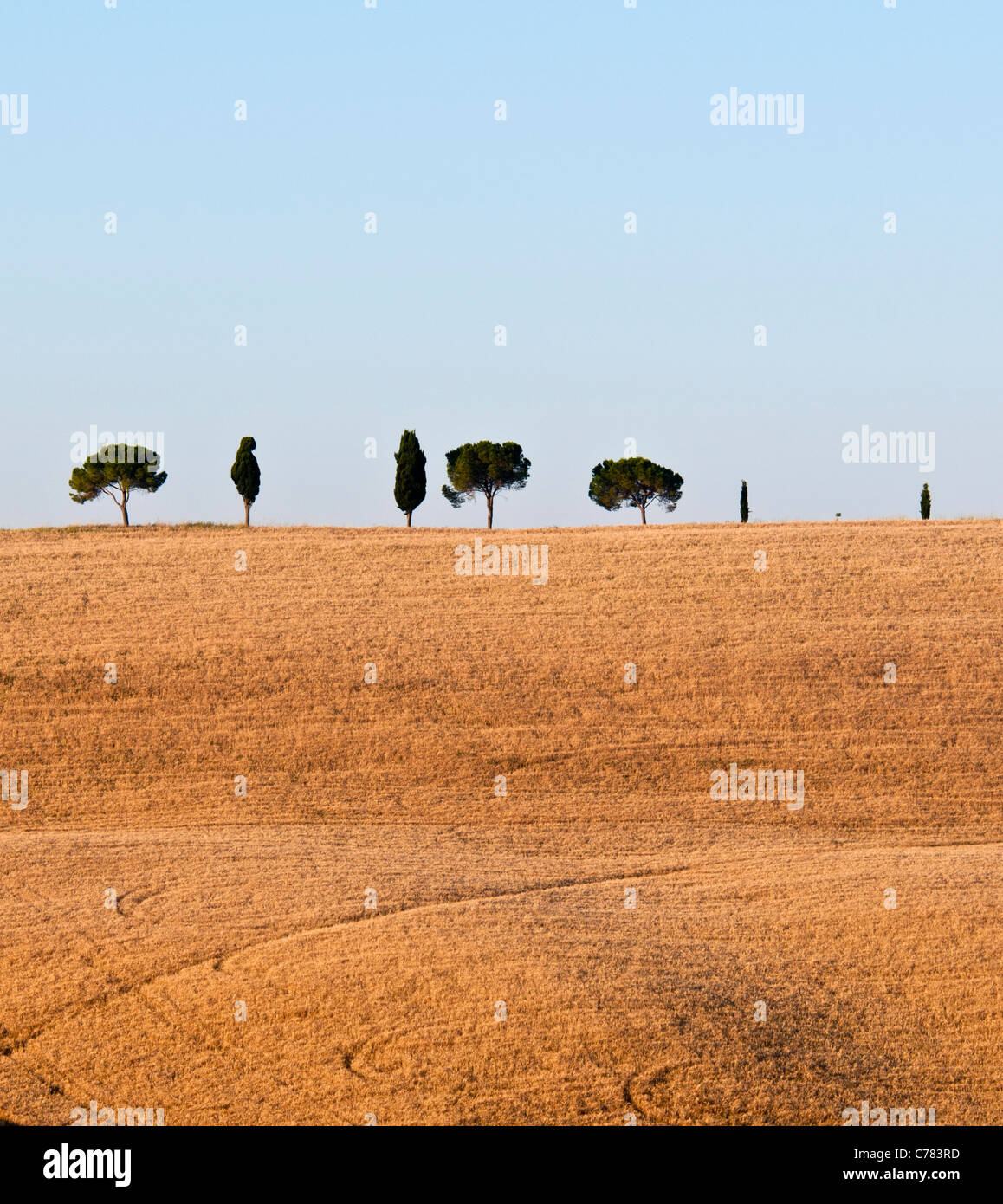 Toskanische Landschaft mit traditionellen Bäumen und Maisfeld Stockfoto