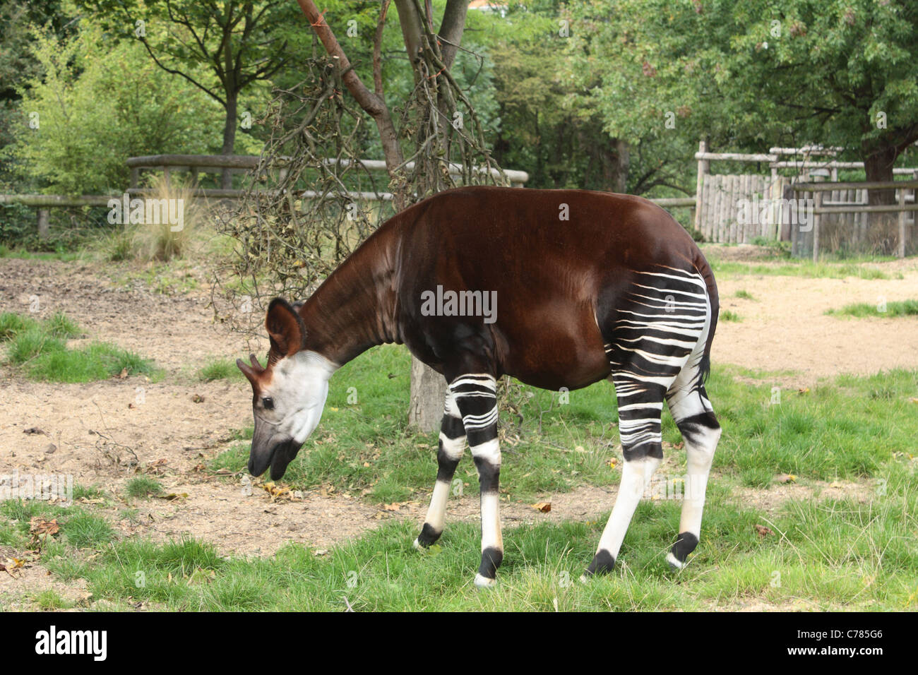 Okapi im Londoner Zoo Stockfoto