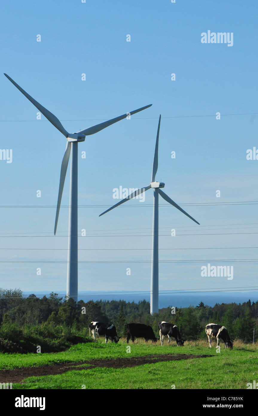 Mit Vieh im Bereich Leistung zwei Windmühlen auf einer Farm in Quebec, Kanada. Stockfoto