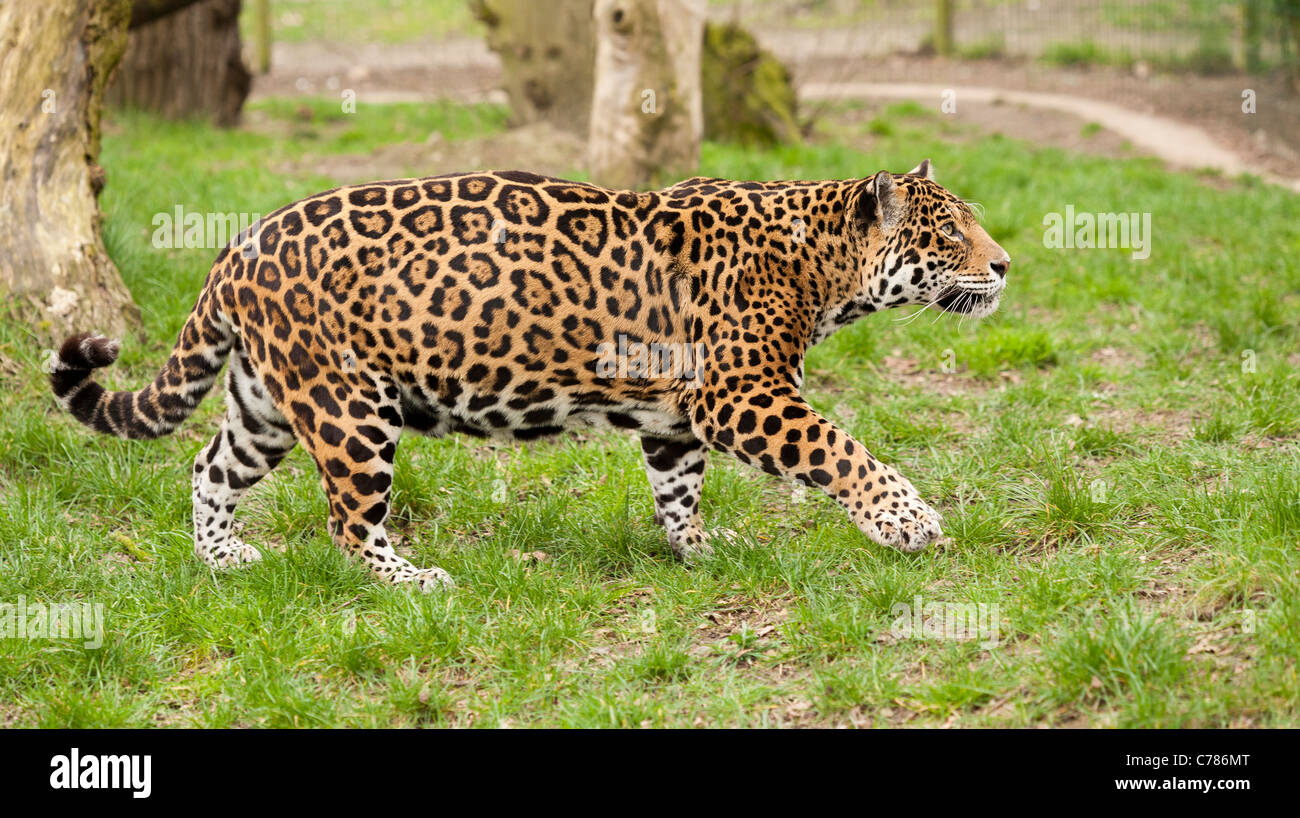 Ein stalking Jaguar Stockfoto