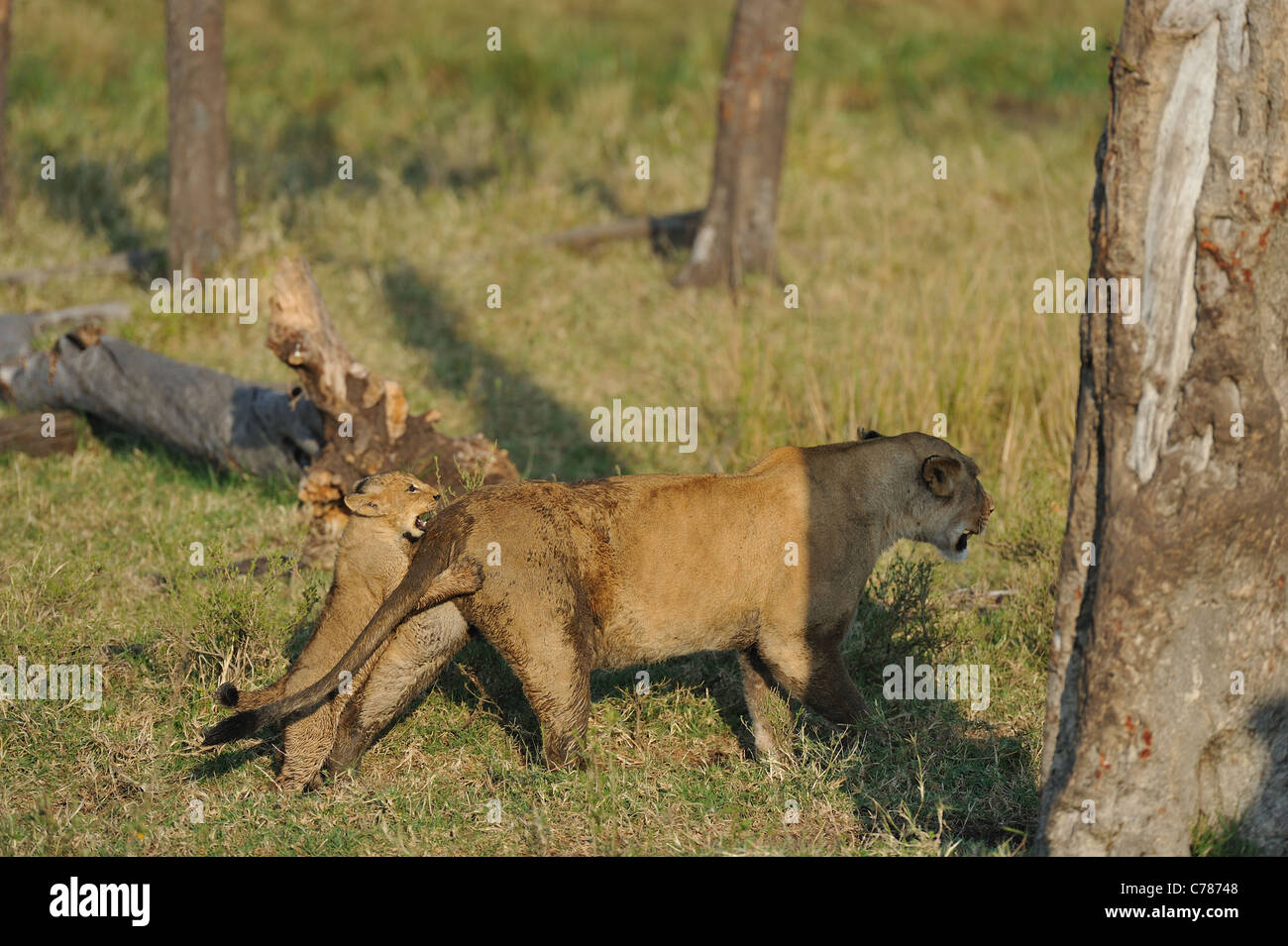East African Lion - Massai-Löwe (Panthera Leo Nubica)-Cub versuchen, auf der Rückseite eine Löwin Maasai Mara zu klettern Stockfoto