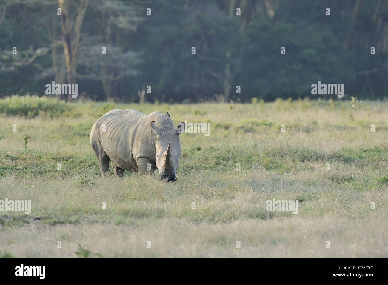 Südliche Breitmaulnashorn - Square-lippige Rhinoceros (Ceratotherium Simum Simum) Erwachsenen Beweidung in Nakuru NP Stockfoto