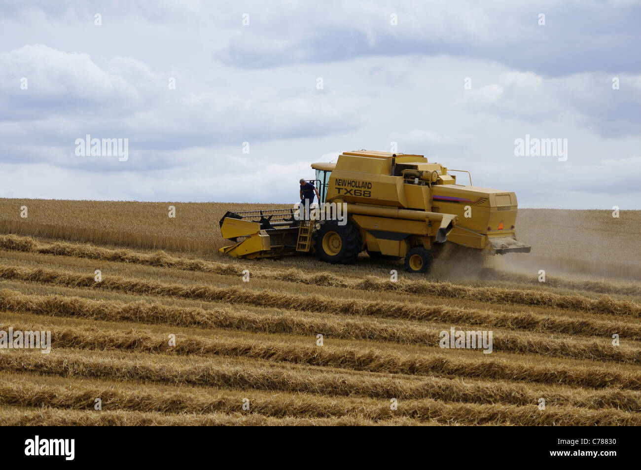 Neuer Holland TX68 kombinieren Mähdrescher im Weizenfeld Stockfoto
