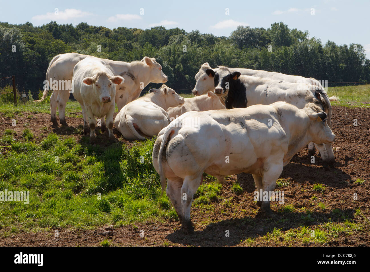 belgische blaue Rinder Stockfoto belgische blaue Rinder Stockfoto