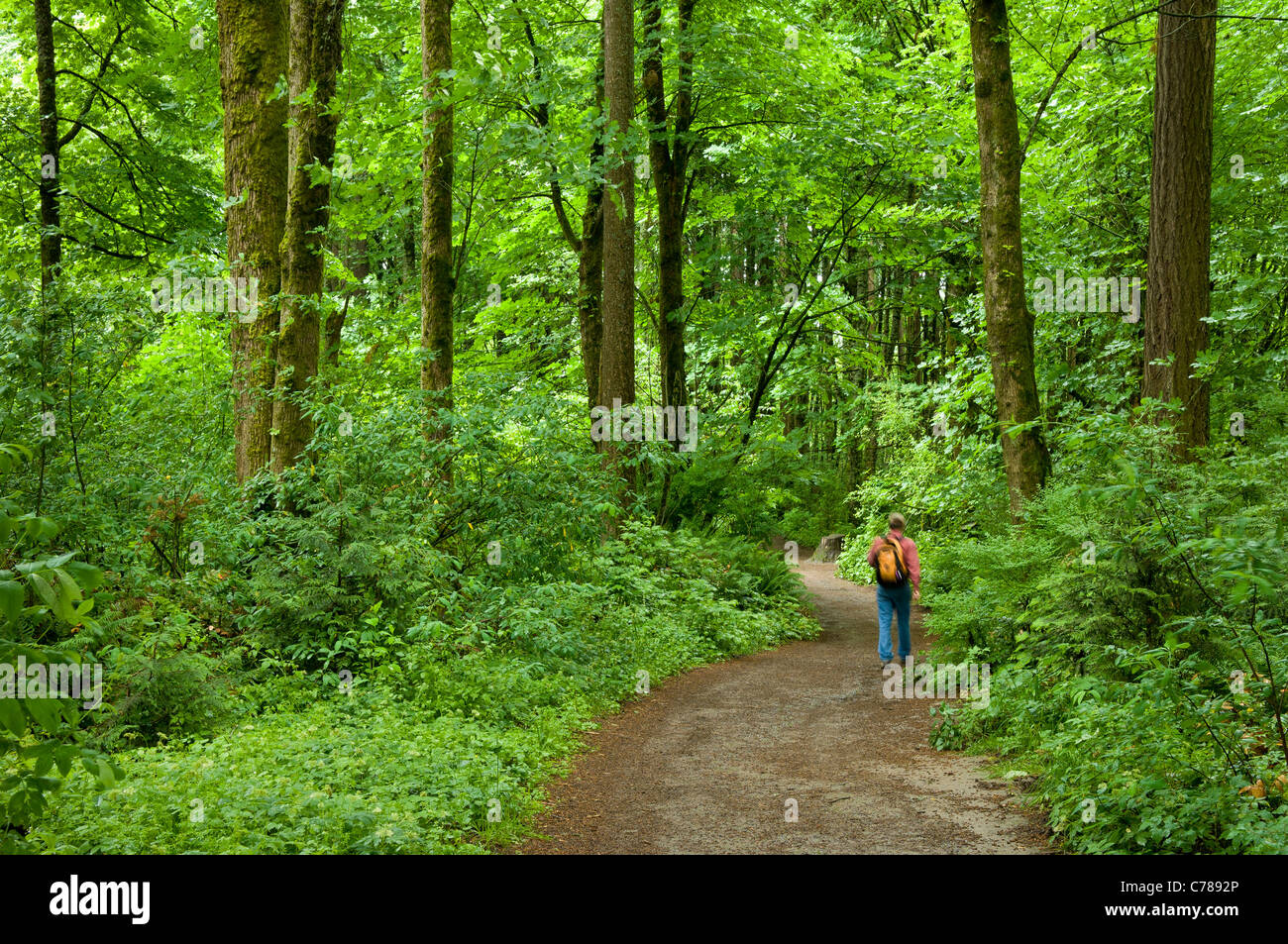 Menschen wandern auf Wildwood Trail, Washington Park, Portland, Oregon. Stockfoto