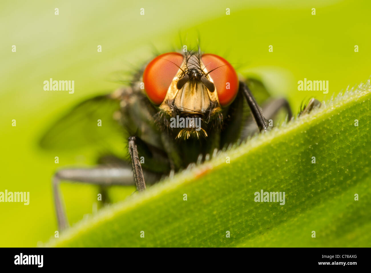 Männliche Gold Finch sitzt auf einem Ast und unscharf, Weiblich Stockfoto