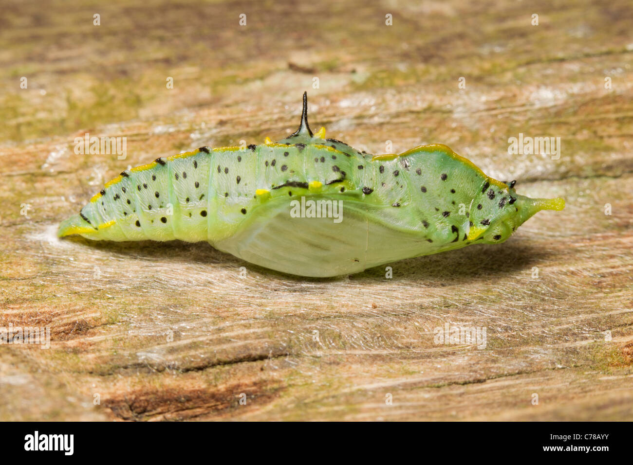 LEBEN METAMORPHOSE EINES INSEKTS Stockfoto