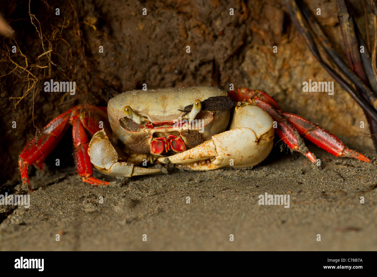 Mangroven Krabbe versteckt in Am Strand beobachten Die muskulosität dieses köstliche Weichtiere Stockfoto