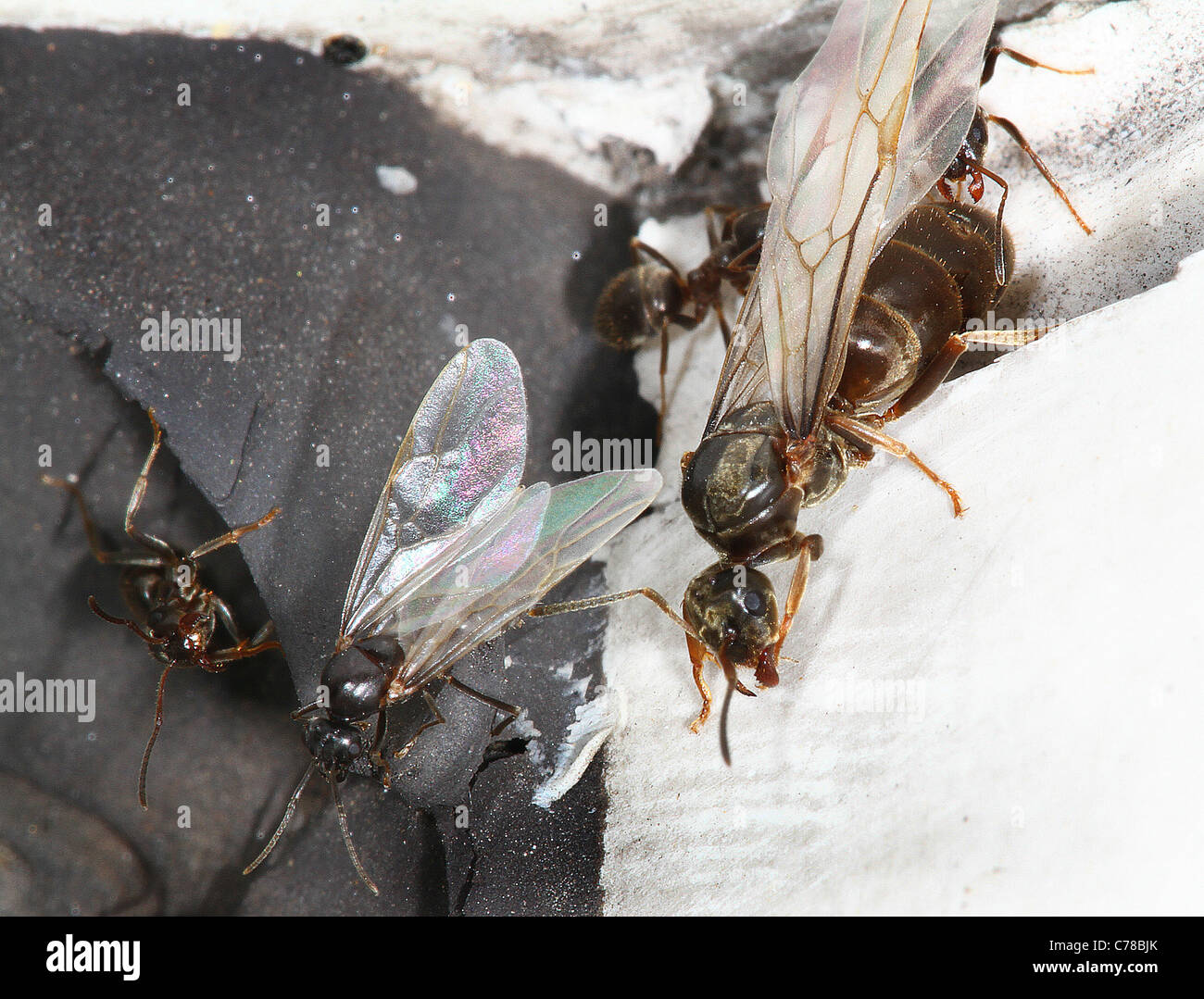 Fliegende Ameisen zur Migration bereit. Stockfoto