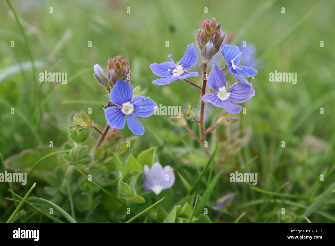 Gamander-Ehrenpreis (Veronica Chamaedrys) wächst auf SSSI Naturschutzgebiet, Oxfordshire. Stockfoto