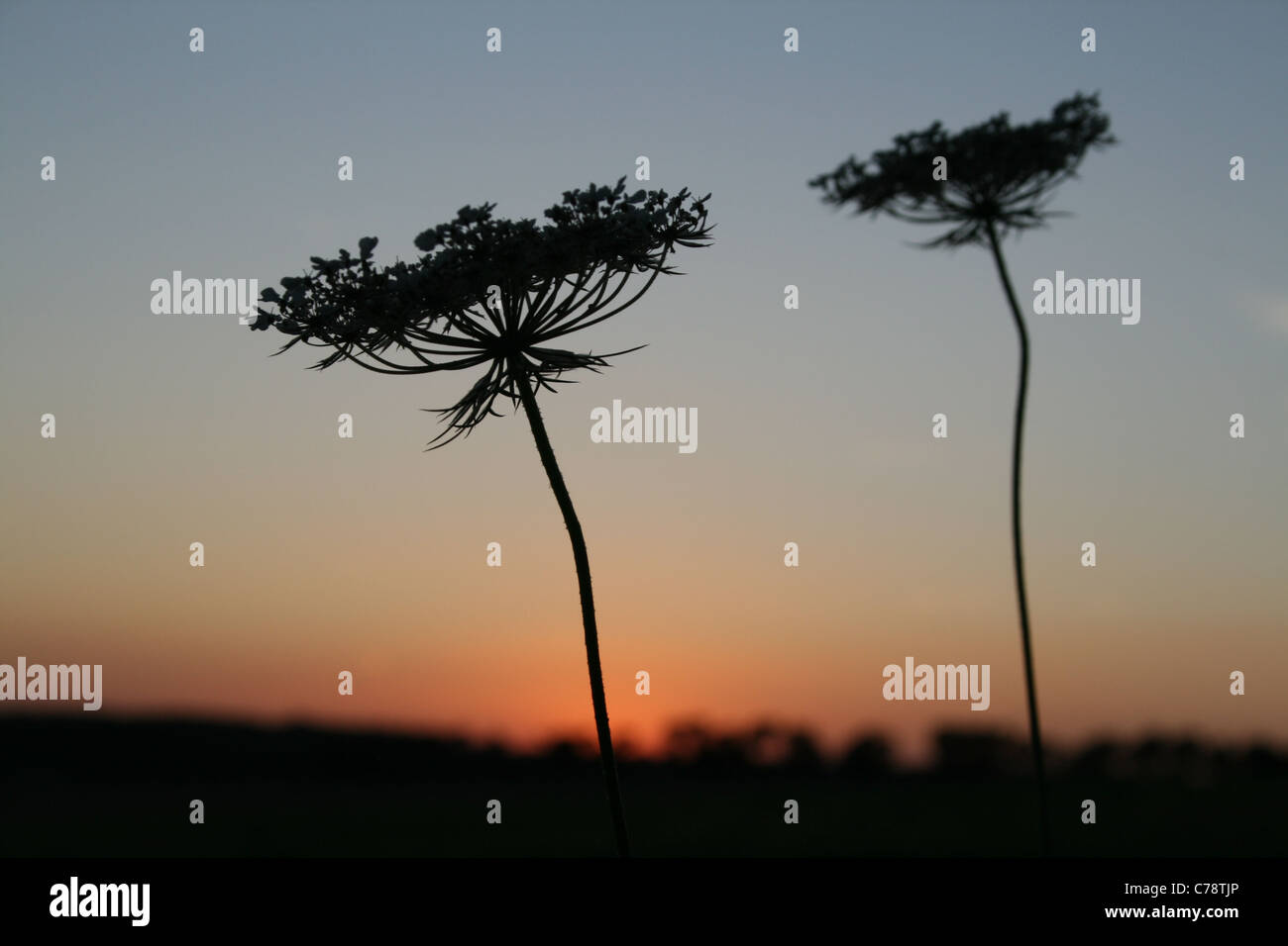 Wilde Möhre Daucus Carota Blumen Silhouette gegen Sonnenuntergang, Buckinghamshire Stockfoto