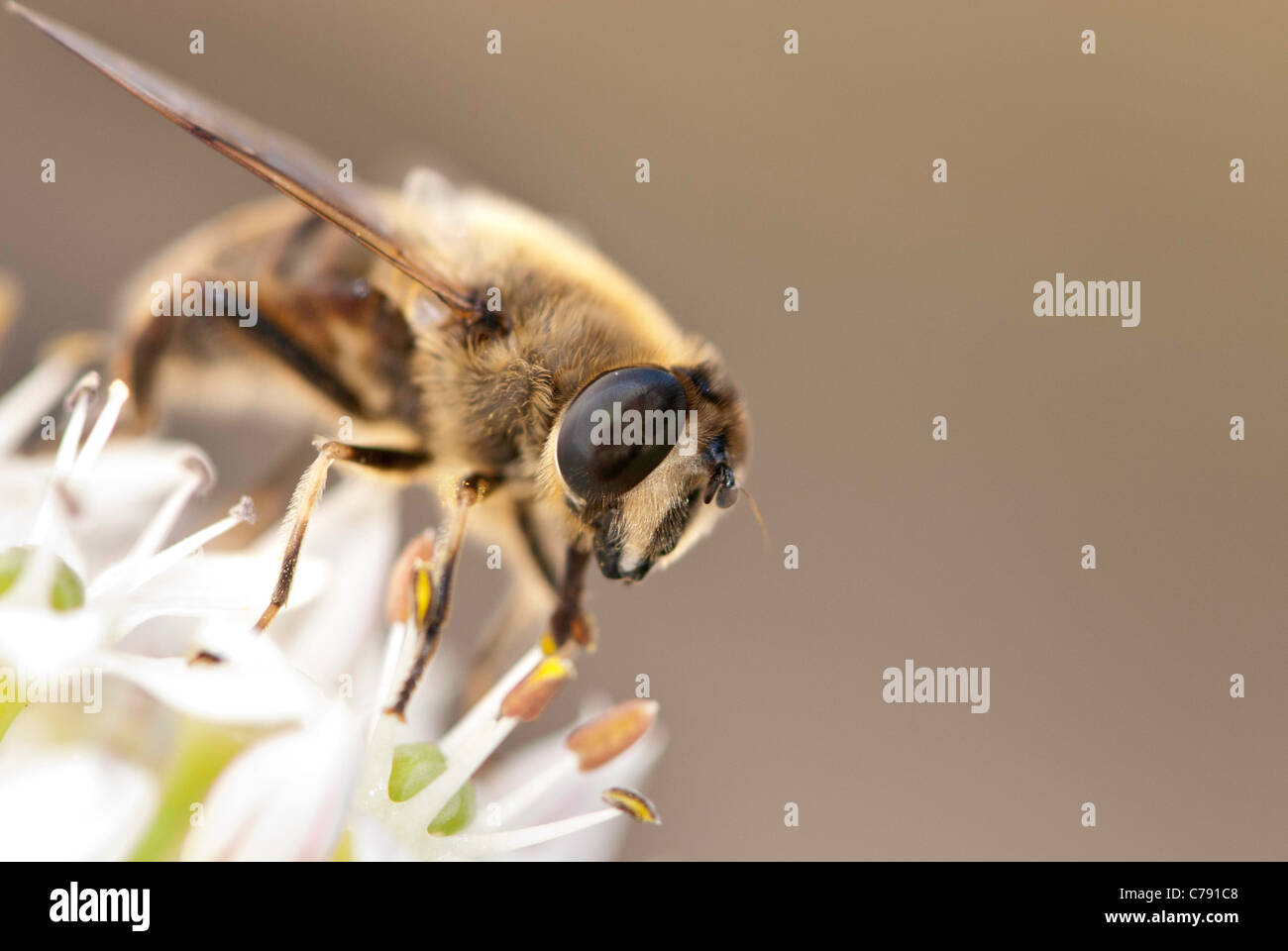 Europäische Hoverfly, auch bekannt als die Drohne fliegen oder Eristalis Tenax, auf eine weiße Blume. Stockfoto