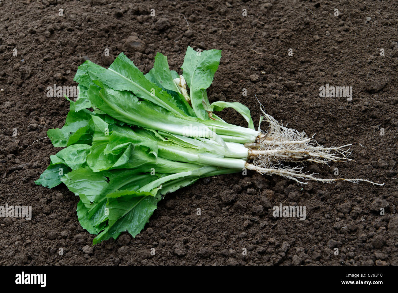 Endivie Endiviensalat Salat (Cichorium Intybus). Stockfoto