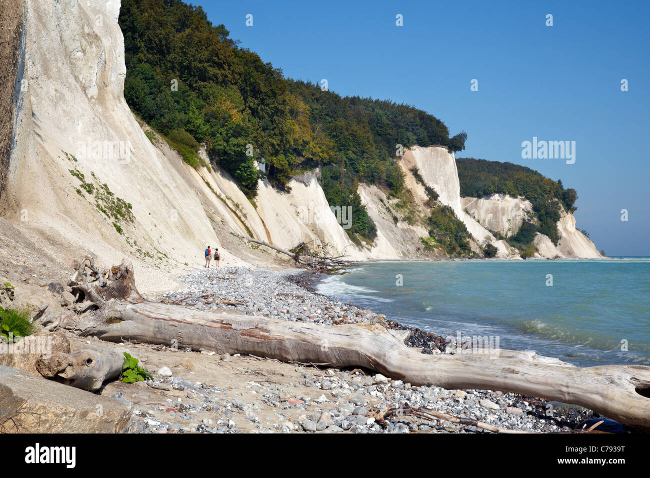 Kreide Klippen, Nationalpark Jasmund, Rügen, Mecklenburg Vorpommern, Deutschland Stockfoto