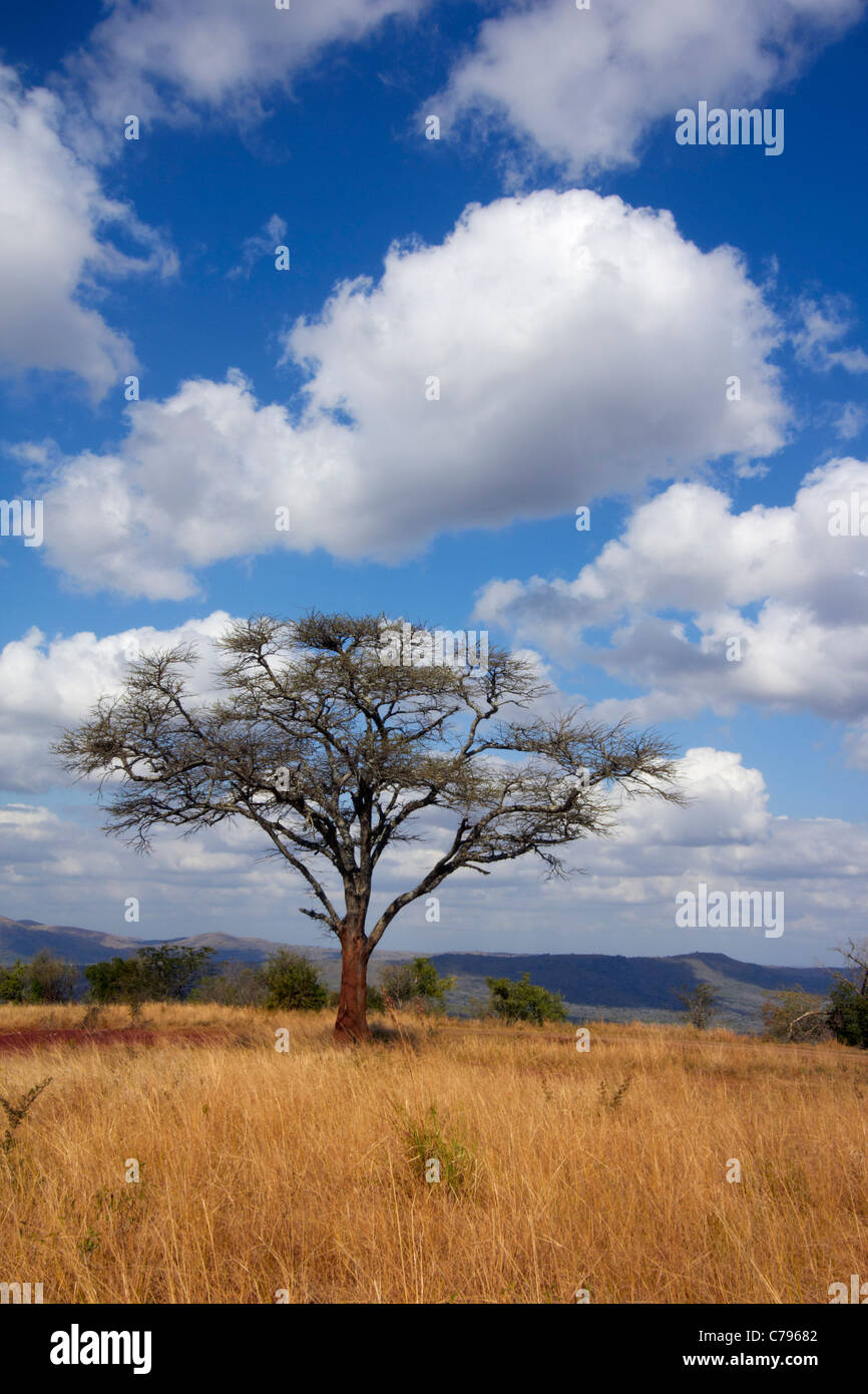 Hluhluwe-Umfolozi Game Reserve, KwaZulu-Natal, Südafrika. Stockfoto