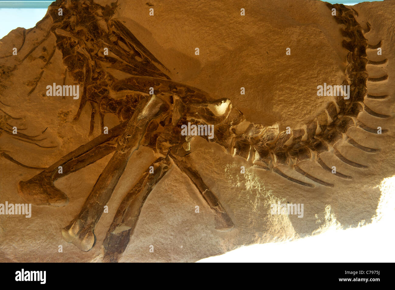 Fossil - Shenzhousaurus Orientalis Ji Et Al. das geologische Museum of China. 2011 Stockfoto