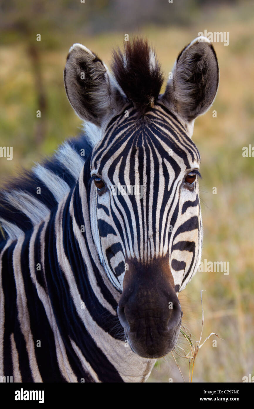 Zebra im Hluhluwe-Umfolozi Game Reserve, KwaZulu-Natal, Südafrika. Stockfoto