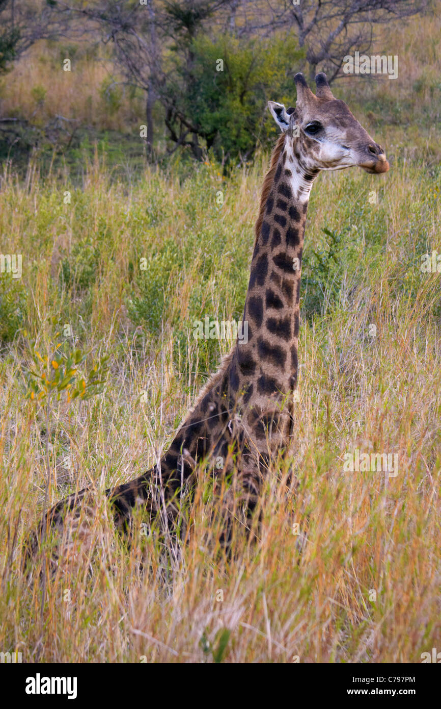 Giraffe im Hluhluwe-Umfolozi Game Reserve, KwaZulu-Natal, Südafrika. Stockfoto