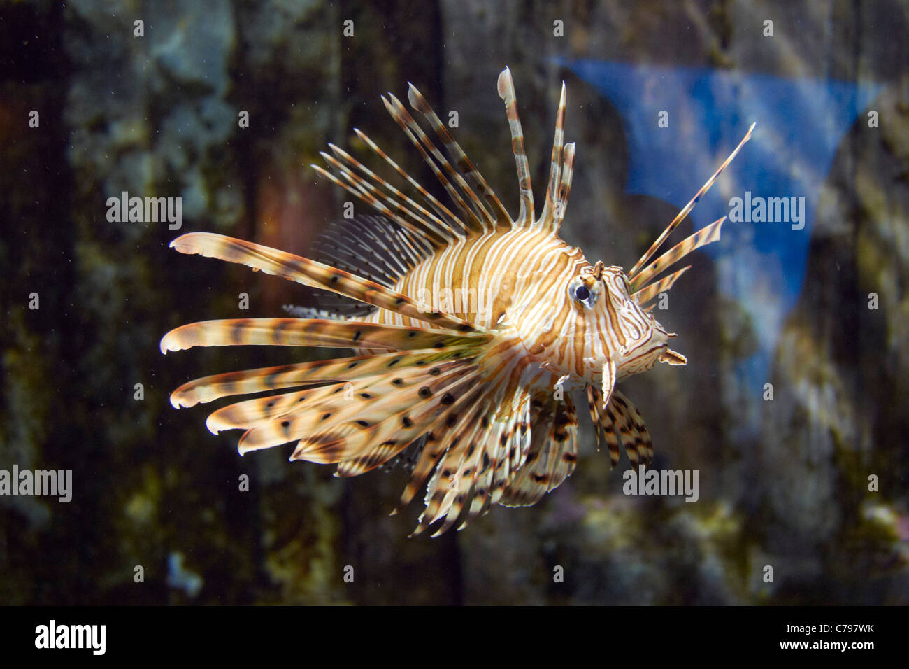Teufel Firefish im uShaka Marine World. Durban, KwaZulu-Natal, Südafrika. Stockfoto