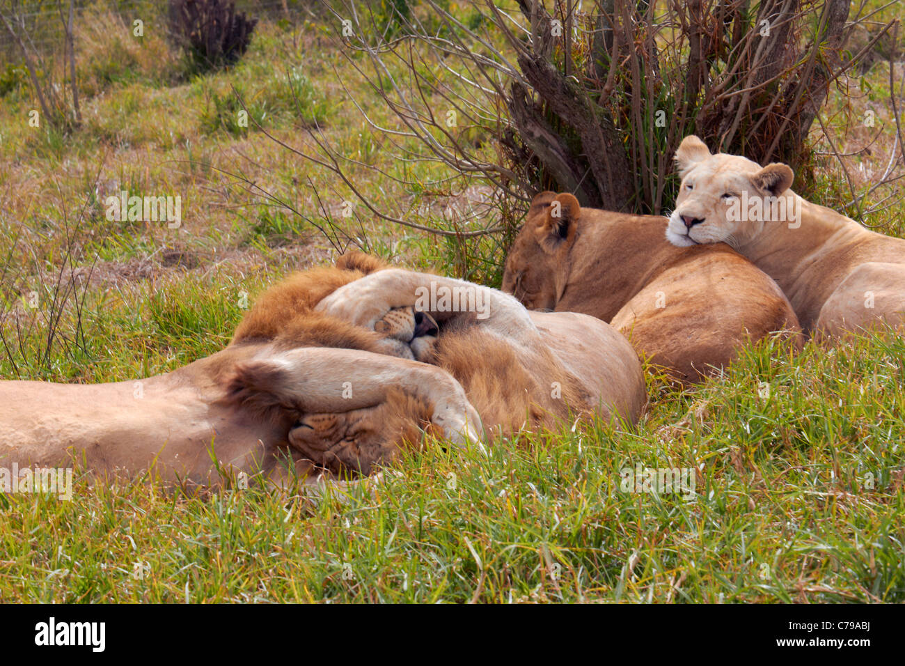 Stolz der Löwen ruhen. Natal Lion Park, in der Nähe von Pietermaritzburg, KwaZulu-Natal, Südafrika. Stockfoto Stolz der Löwen ruhen. Natal Lion Park, in der Nähe von Pietermaritzburg, KwaZulu-Natal, Südafrika. Stockfoto