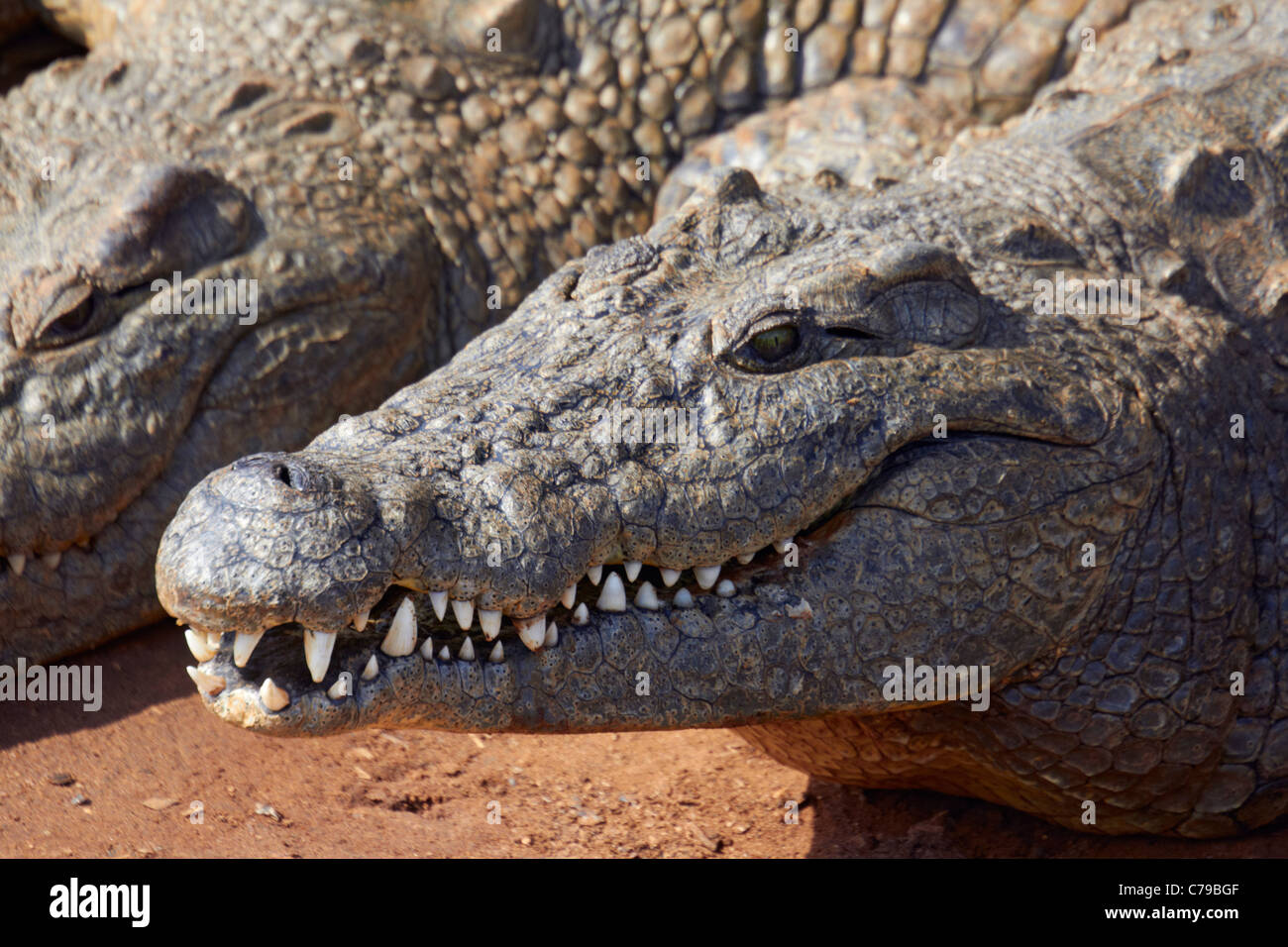 Nil-Krokodile in Crocworld, in der Nähe von Scottburgh, KwaZulu-Natal, Südafrika. Stockfoto