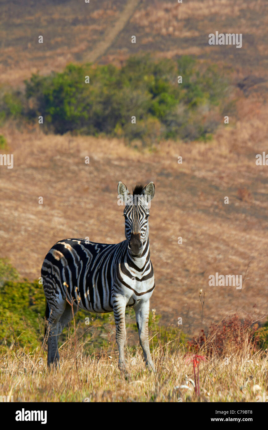 Zebra in Vernon Crookes Nature Reserve, in der Nähe von Scottburgh, KwaZulu-Natal, Südafrika. Stockfoto